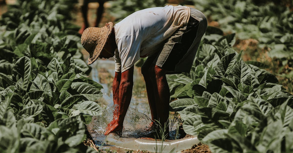 Основные направления деятельности: от выращивания сельскохозяйственных культур до ухода за животными.