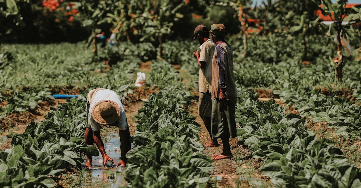 Процедуры маркетинга или переработки продукции