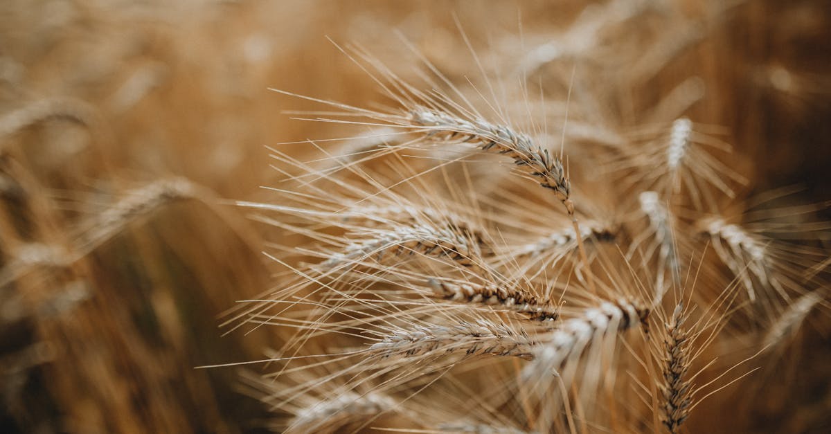 Welche konkreten Vorteile bietet die Beauftragung eines auf Agrarrecht spezialisierten Anwalts?