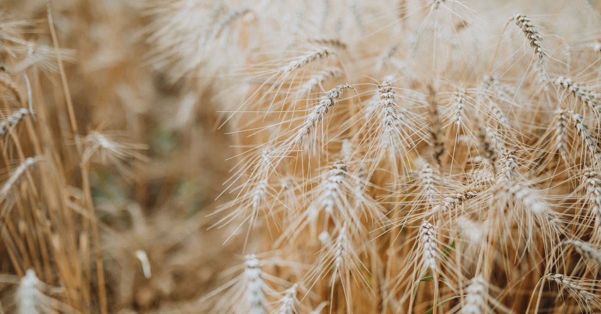 Warum einen Agraranwalt einschalten?