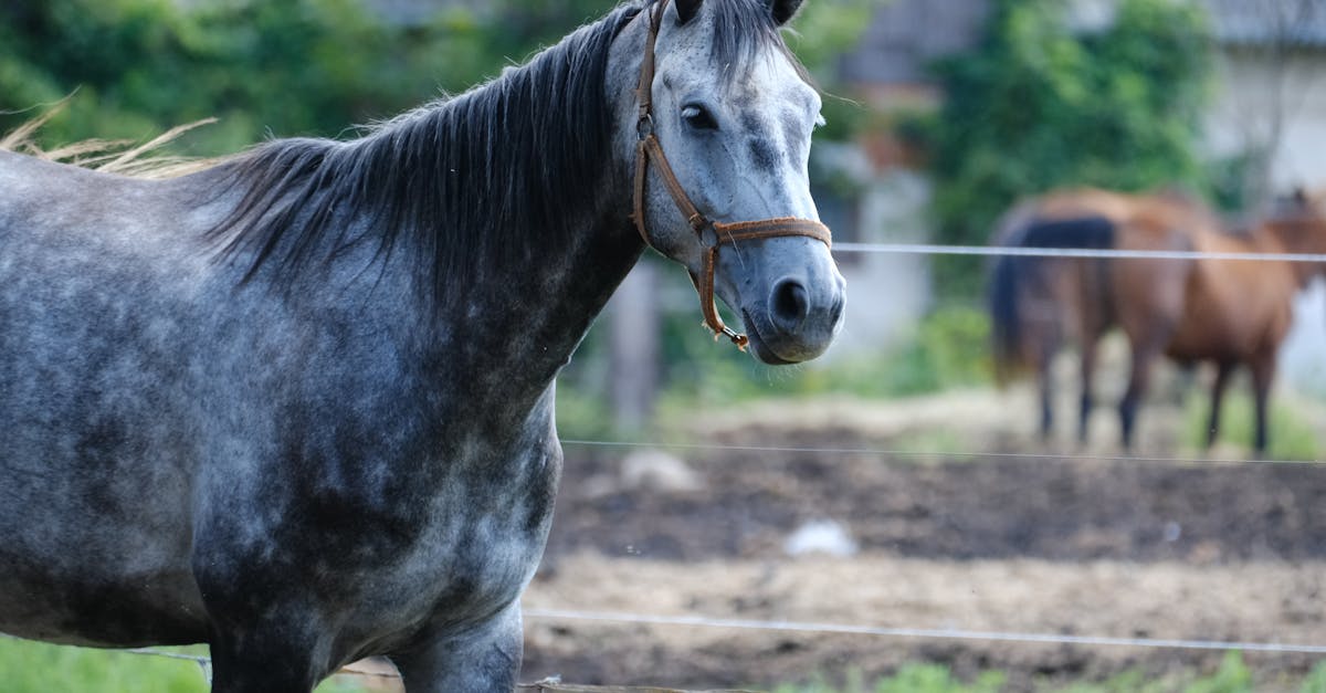Responsabilități principale