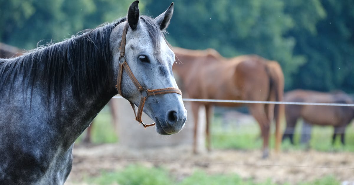 Recrutarea unui angajat agricol: ce trebuie să știți