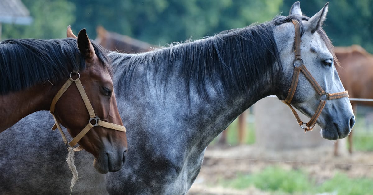 Descubra nosso software agrícola inovador, projetado para otimizar a gestão da sua fazenda. Aumente sua produtividade, monitore suas plantações e gerencie seus recursos com eficiência com ferramentas poderosas e uma interface amigável.