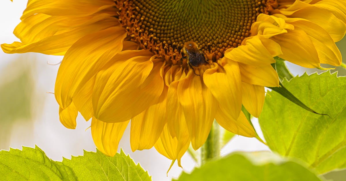 Análise da biodiversidade, zonas de seca