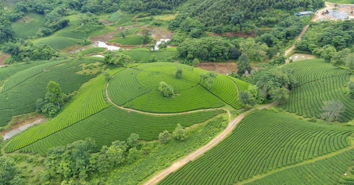 ¿Por qué elegir un BTS en Agronomía – Producción Vegetal?