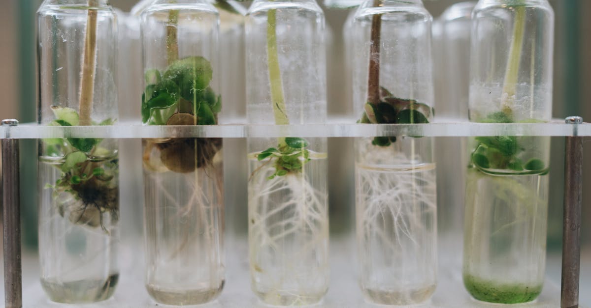 découvrez les innovations et les applications de la biotechnologie, un domaine en pleine expansion qui utilise des organismes vivants pour améliorer la santé, l'agriculture et l'environnement. explorez les dernières tendances, recherches et avancées technologiques qui transforment notre avenir.