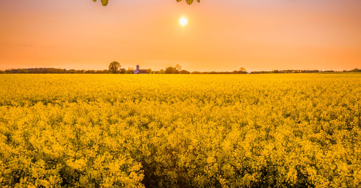 Мониторинг посевов рапса: дневник урожая