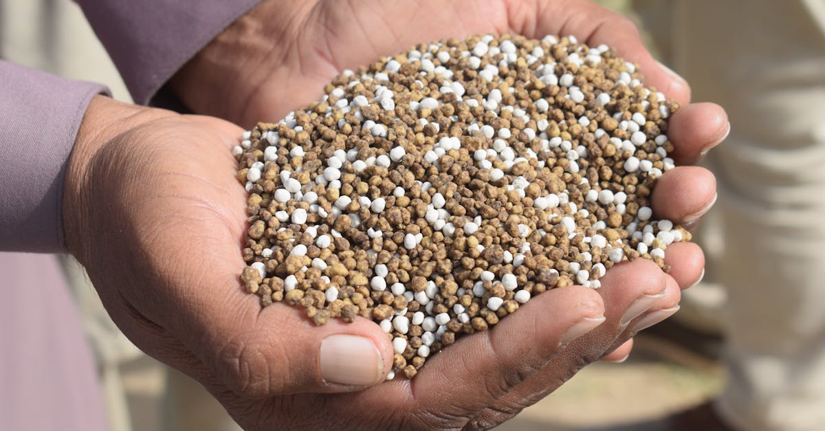 O papel dos fertilizantes na produtividade agrícola