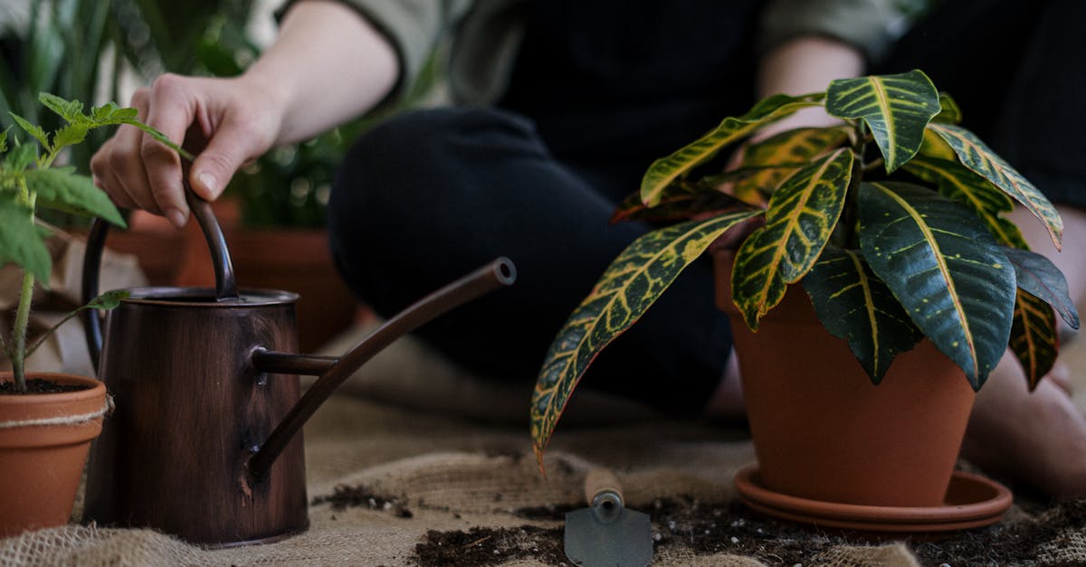 Discover the benefits of greenhouse growing: optimize your harvests, protect your plants from bad weather, and extend the growing season. Learn the techniques and tips for successful indoor gardening and producing fresh vegetables, flowers, and herbs all year round.