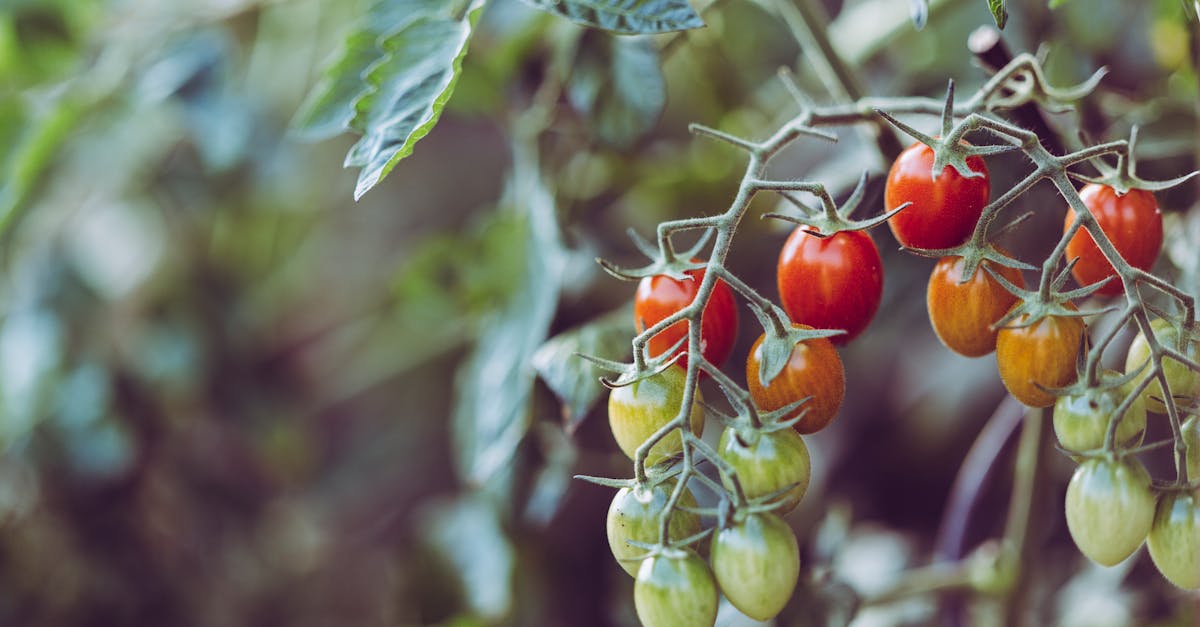 Despite all this progress, you also need to understand the technical limitations these innovations entail. First, the cost. Setting up an automated or connected system can easily exceed several thousand euros, especially if you're looking for an advanced level of control with DrômeIce or EcoHorticulteur. These investments aren't always profitable for a small farm or family garden. Second, the management of these technologies remains a critical step. You have to master the data and deal with outages or malfunctions. In the event of a power outage, the entire system can quickly break down, jeopardizing plant growth.