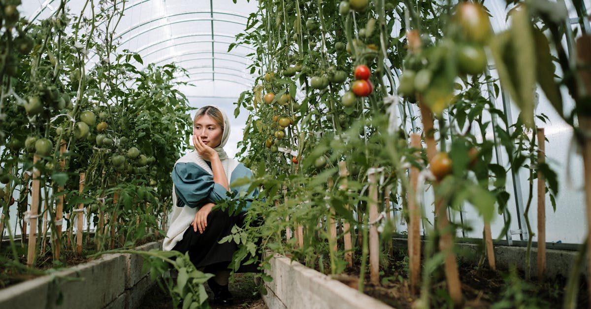Solutions exist. For example, the installation of automatic roof windows, movable shutters, or even shade filters to limit the impact of the sun or snow. These technologies, developed by firms such as SerreScience and Agritech, allow for real-time adjustment of temperature, light, and relative humidity.