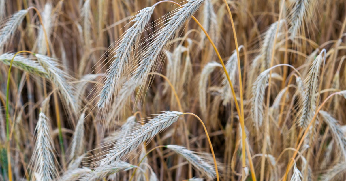 Откройте для себя органическое земледелие: устойчивый метод ведения сельского хозяйства, который сохраняет окружающую среду, способствует биоразнообразию и производит здоровую пищу без использования химикатов. Узнайте о преимуществах и методах этого экологичного подхода.