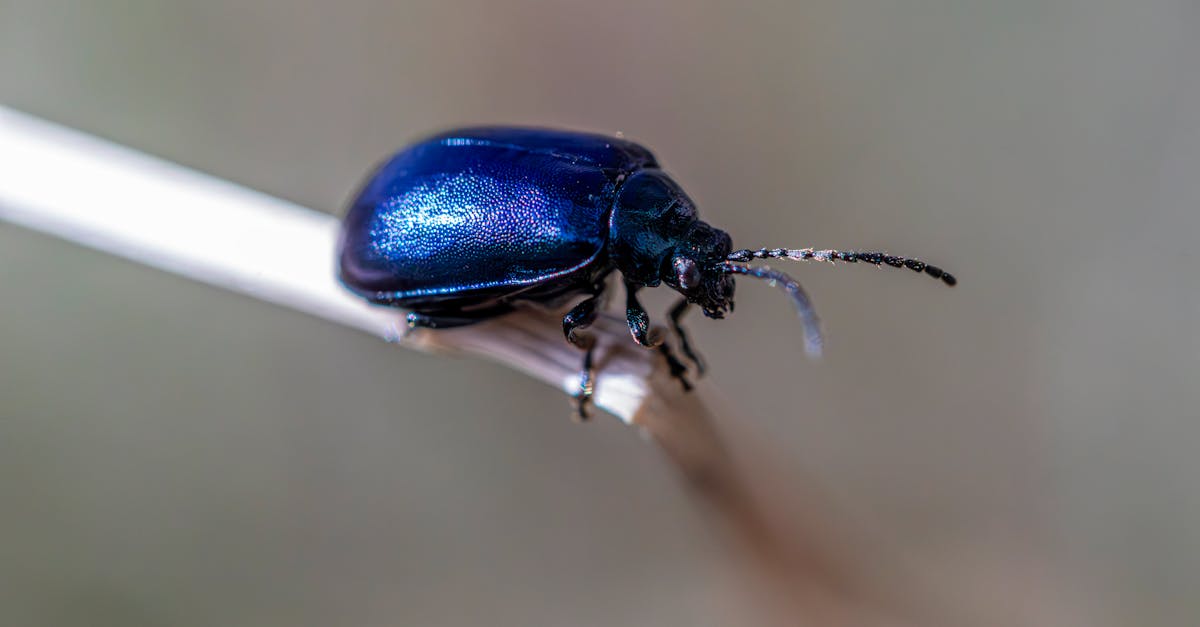 探索有效的害虫管理策略，保护您的家园和花园。学习预防和治疗方法，打造健康宁静的环境。