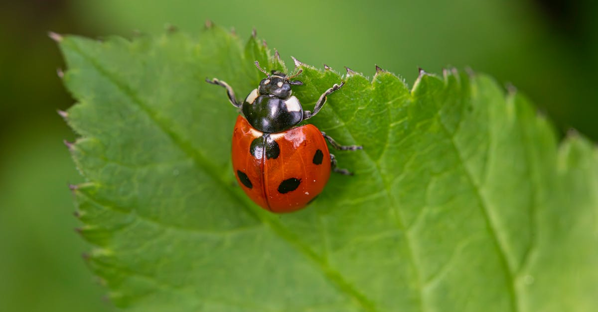 探索有效的病虫害管理策略，保护您的家园和花园。学习如何通过可持续且环保的解决方案识别、预防和消除虫害。