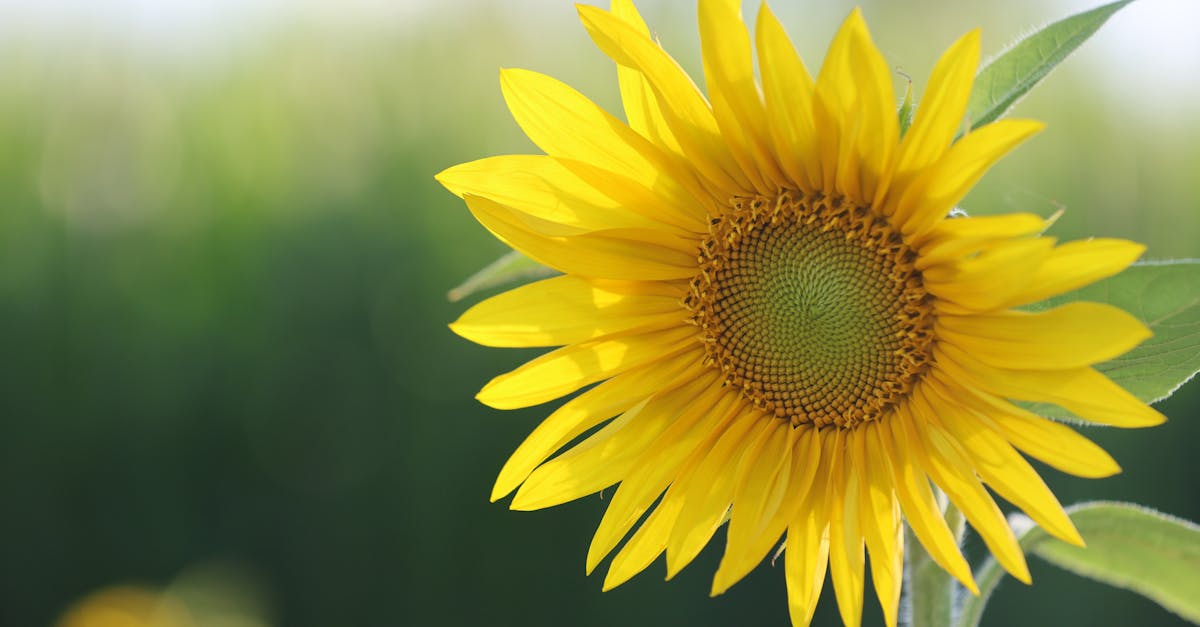 Fotossíntese explicada de forma simples