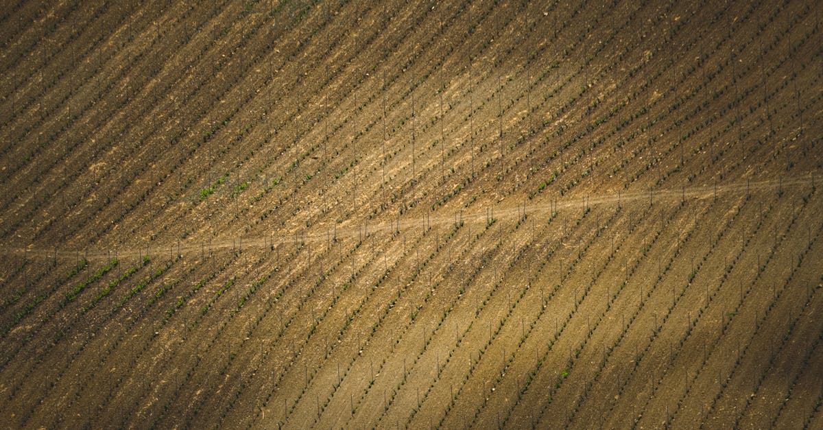 Как GPS оптимизирует управление сельскохозяйственными культурами в 2025 году?