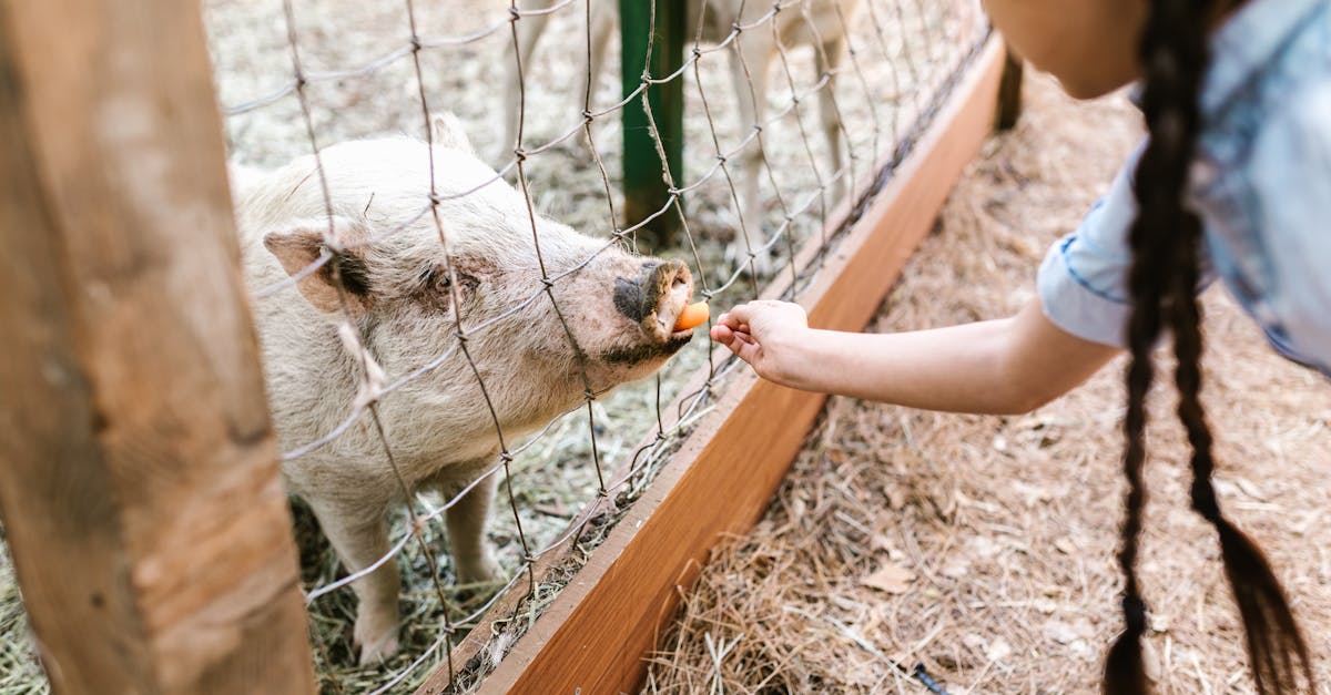 Шаги к созданию бизнеса для молодого фермера
