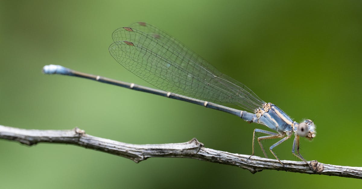 进行比较研究并非没有陷阱。某些常见错误可能会影响结果并导致错误的选择。保险业发展迅速，您不应在缺乏策略的情况下进入这个行业。