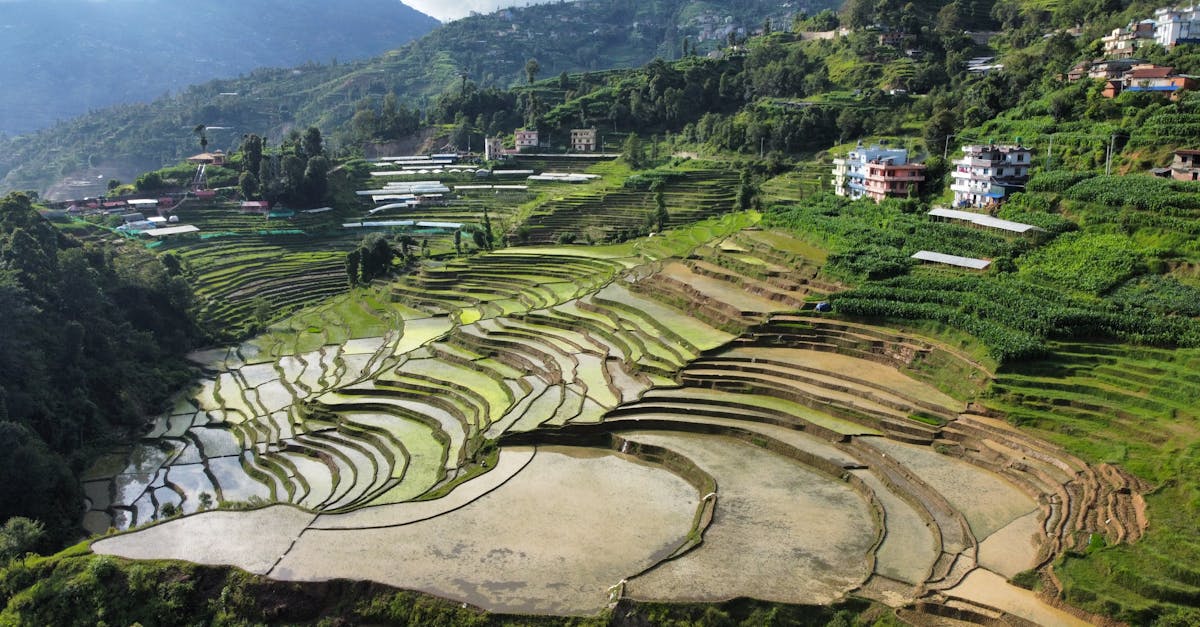 Zbuloni botën e mikrofermave, hapësira bujqësore në miniaturë që kombinojnë qëndrueshmërinë dhe inovacionin. Mësoni si të kultivoni ushqimin tuaj organik, madje edhe në një mjedis urban, me këshillat tona praktike dhe idetë frymëzuese.